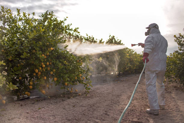 Wasp Removal Services in Nescopeck, PA