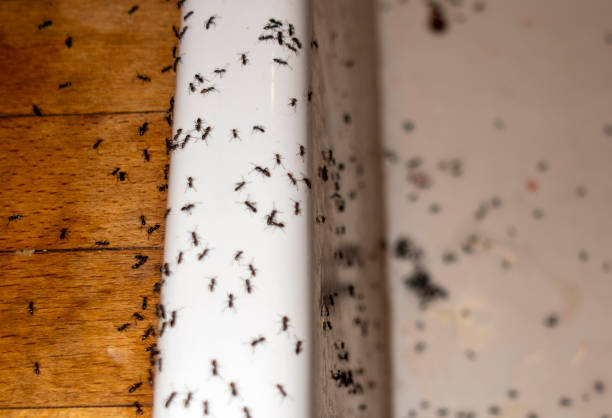 Best Flea Control Services  in Nescopeck, PA
